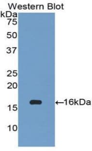 CCL27 Antibody (aa25-112, APC)