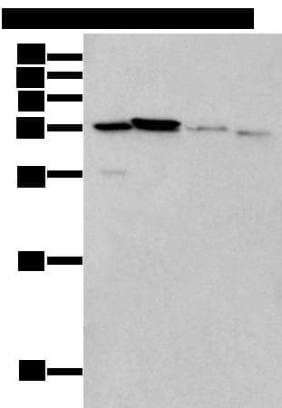 LASP1 Antibody