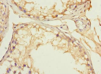 ARTS Antibody