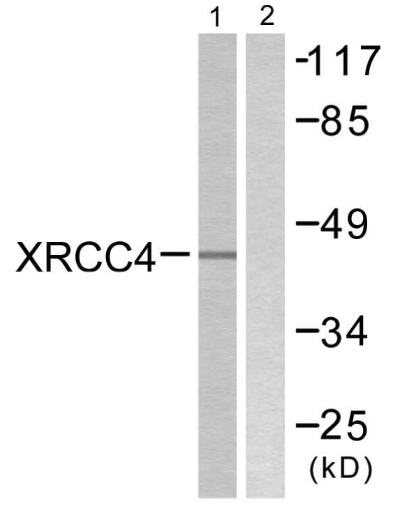 XRCC4 Antibody