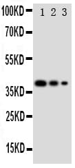 Polyclonal Rabbit anti-Human GATA2 Antibody (aa46-60, WB)