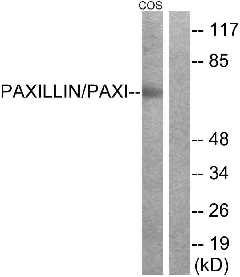PXN / Paxillin Antibody (aa15-64)