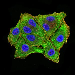 RBFOX3 / NEUN Antibody (clone 1H3B2)