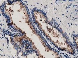 ANXA3 / Annexin A3 Antibody (clone OTI2F3)