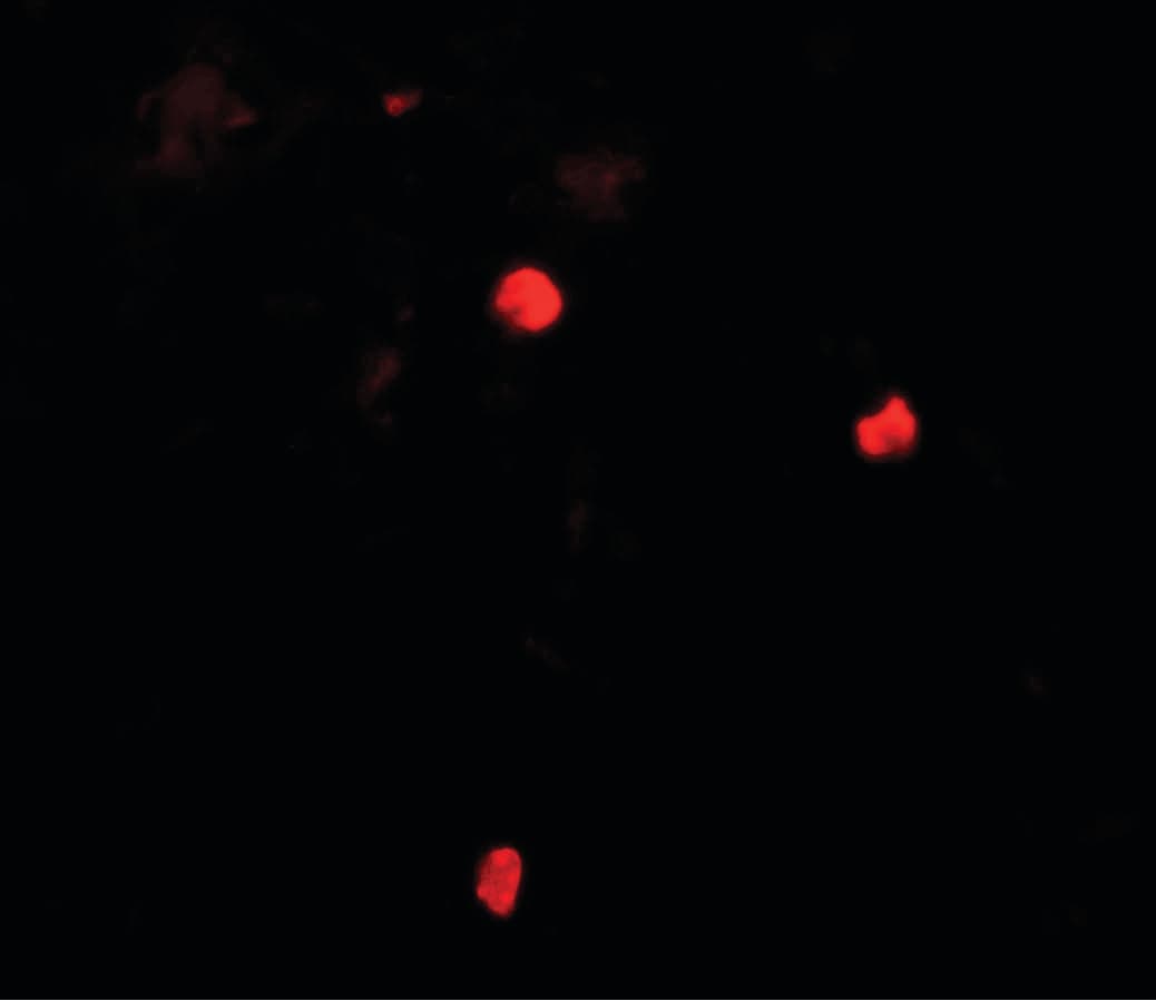 IHC-plus™ KEAP1 Antibody
