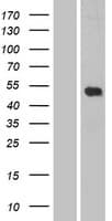 LILRB5 / LIR8 Protein (Over-Expression Lysate Myc-DDK (Flag))