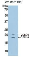 CD40L Antibody (aa111-261)