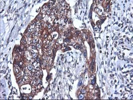 HMOX2 / Heme Oxygenase 2 Antibody (clone OTI1C2)