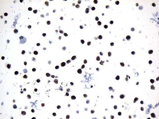 MCM2 Antibody (clone UMAB238, Carrier-free)
