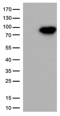 XRCC1 Antibody (clone UMAB40)