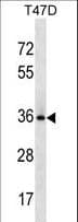 Polyclonal Rabbit anti-Human BCL2L12 Antibody (aa19-45, WB)