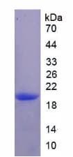Rat IL17RE Protein (Recombinant His)
