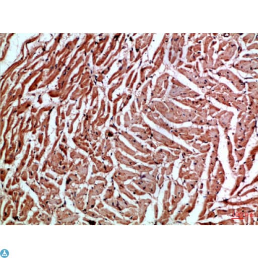 CYGB / Cytoglobin Antibody