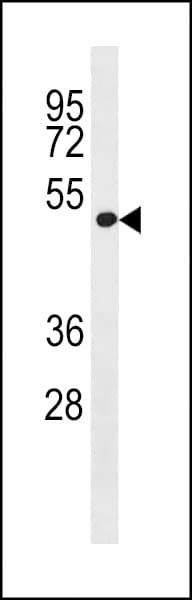 LRP2BP / LRP2 Binding Protein Antibody (aa126-152)