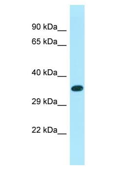 XKR6 Antibody (aa56-105)