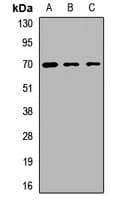 ZMYND11 / BS69 Antibody