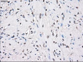 PPP5C Antibody (clone OTI6F1, Carrier-free)