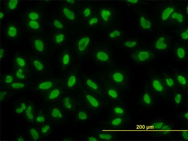 YY1 Antibody (clone 2C5)