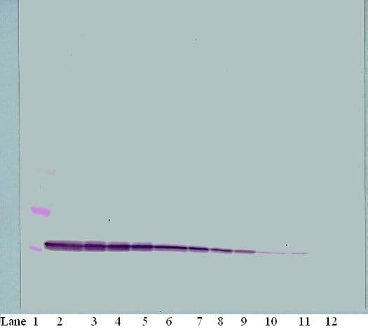 CXCL10 / IP-10 Antibody
