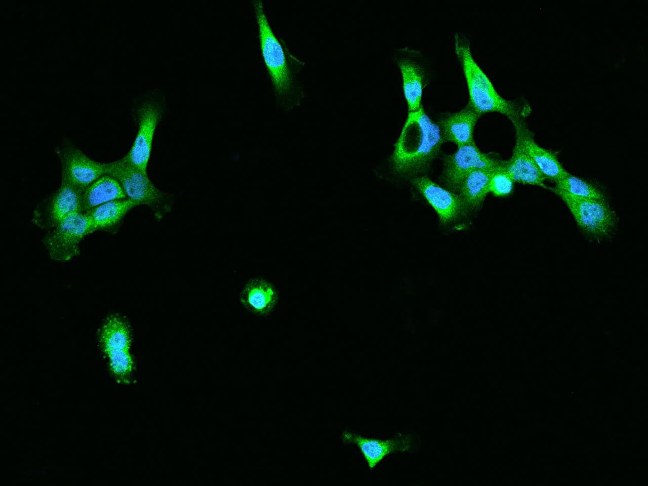 XPNPEP1 / Aminopeptidase P Antibody