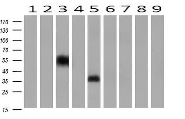 NPTN / SDR1 Antibody (clone OTI2D4)