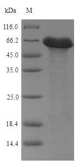 Bacillus subtilis Penicillin-binding protein 4 (Recombinant 6His-SUMO, N-terminus)