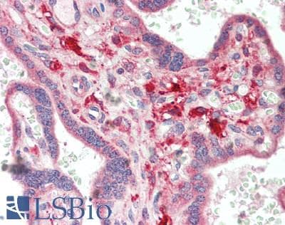 IHC-plus™ Polyclonal Rabbit anti-Human PILRA Antibody (IHC)