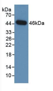 Neuraminidase Antibody (aa141-286, Cy3)