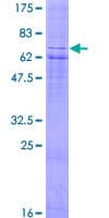 Human OXER1 Protein (Recombinant GST)