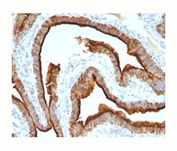 EMA / MUC1 Antibody (clone MUC1/967, Azide-free, BSA-free)