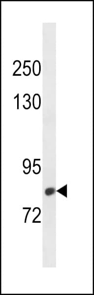 Polyclonal Rabbit anti-Human CMIP Antibody (aa735-764, WB)