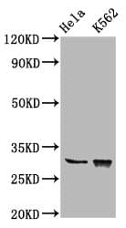 CHODL / Chondrolectin Antibody