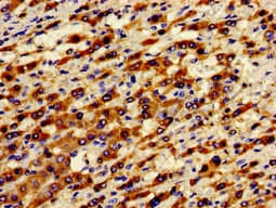 ADGRA2 / GPR124 Antibody