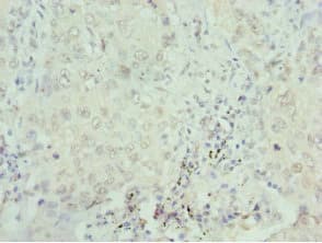SEPHS1 / SPS Antibody