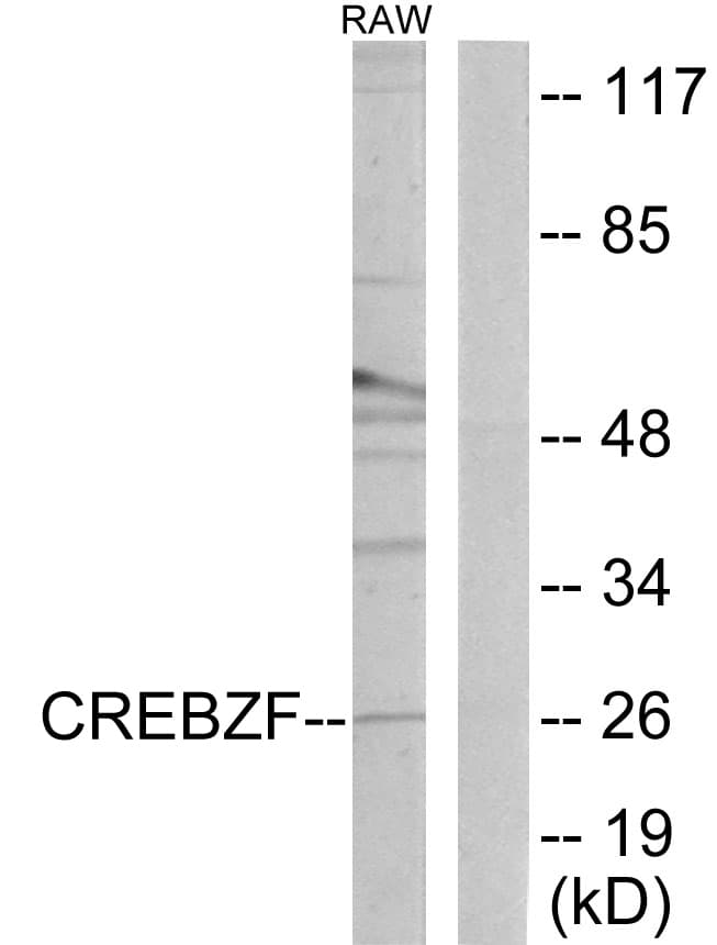 CREBZF / Zhangfei Antibody (aa221-270)