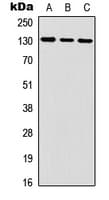 IL6ST / CD130 / gp130 Antibody (C-Terminus)