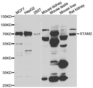 STAM2 Antibody