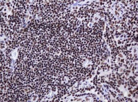 DCPS Antibody (clone OTI4H8)