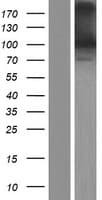 PCDHGA9 Protein (Over-Expression Lysate Myc-DDK (Flag))