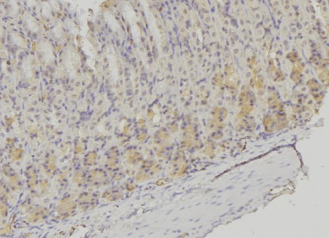 PSMF1 Antibody