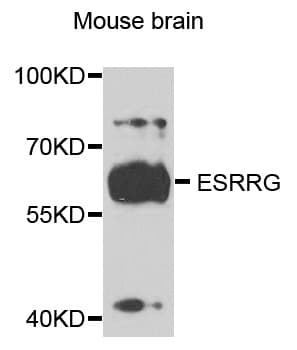 Polyclonal Rabbit anti-Human ESRRG / ERR Gamma Antibody (WB)