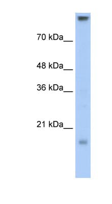 CLDN11 / Claudin 11 Antibody (C-Terminus)