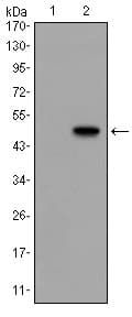 GCG / Glucagon Antibody (clone 2F9)