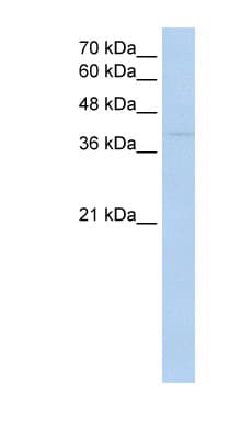 RNF165 Antibody (aa201-250)