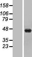 UPB1 Protein (Over-Expression Lysate Myc-DDK (Flag))