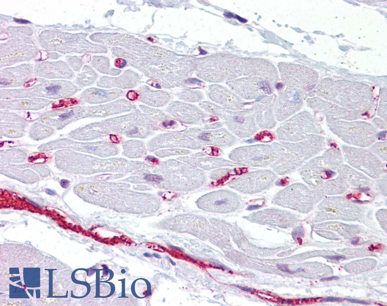 PathPlus™ BMP10 Antibody (aa7-35)