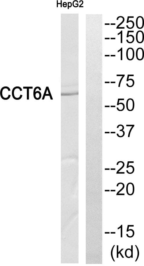 CCT6A Antibody