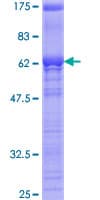 Human SRSF5 / SFRS5 Protein (Recombinant GST)