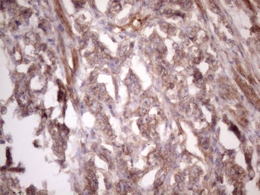 BMF Antibody (clone OTI9B7)