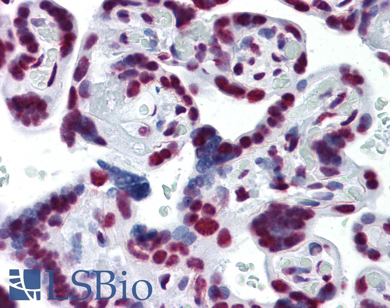 IHC-plus™ Monoclonal Mouse anti-Human CDKL1 Antibody (clone 2H6, IHC, WB)